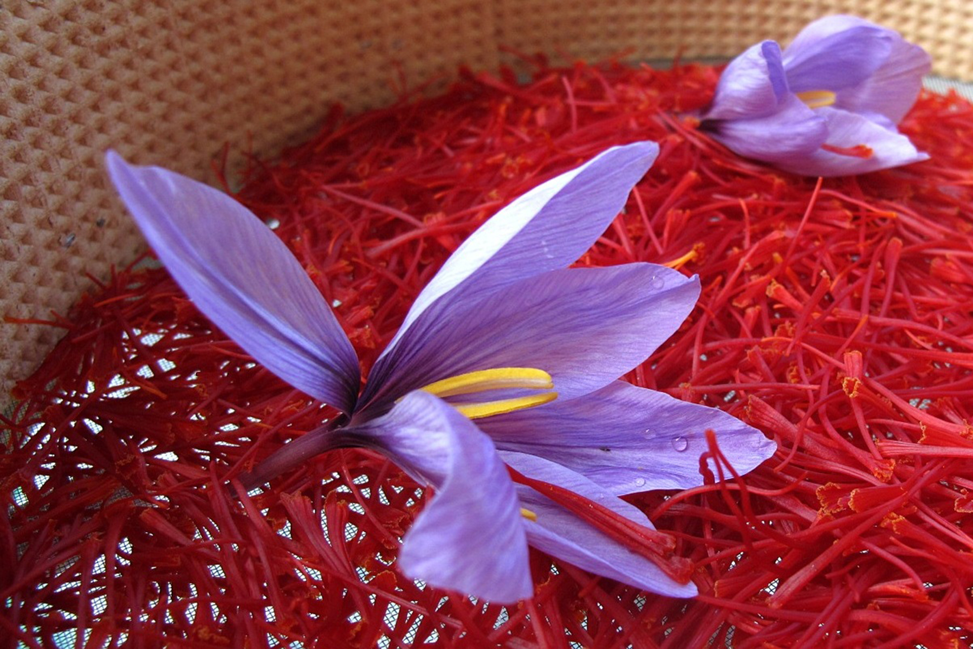 La Transumanza del gusto